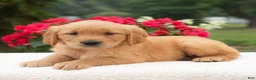Golden Retriever dogs for sale: Kareena  - Ad 2