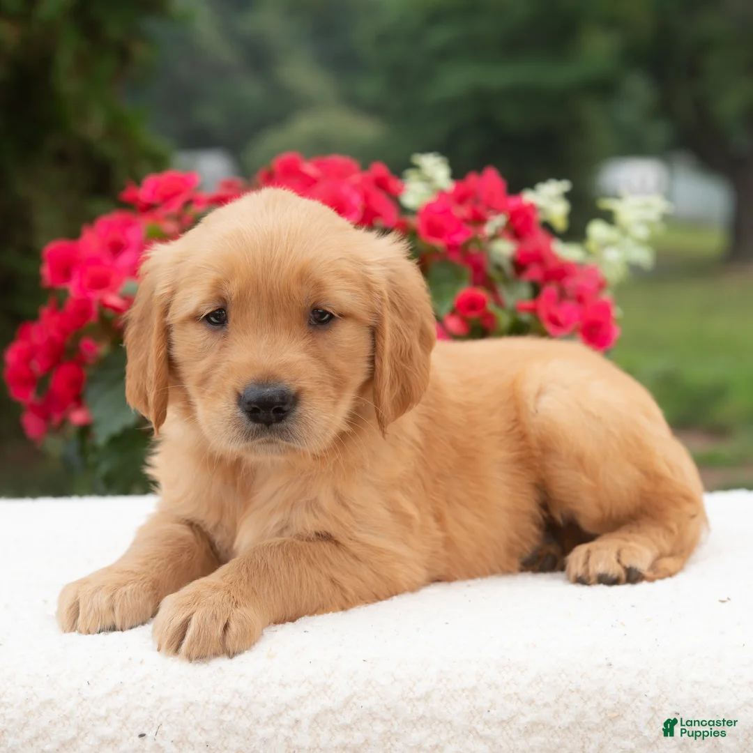 Golden Retriever dogs for sale: Kareena  - Ad 2