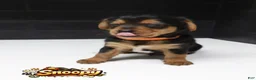 Shorkie dogs for sale: Shorkie 3 (Orange Collar) - Ad 2
