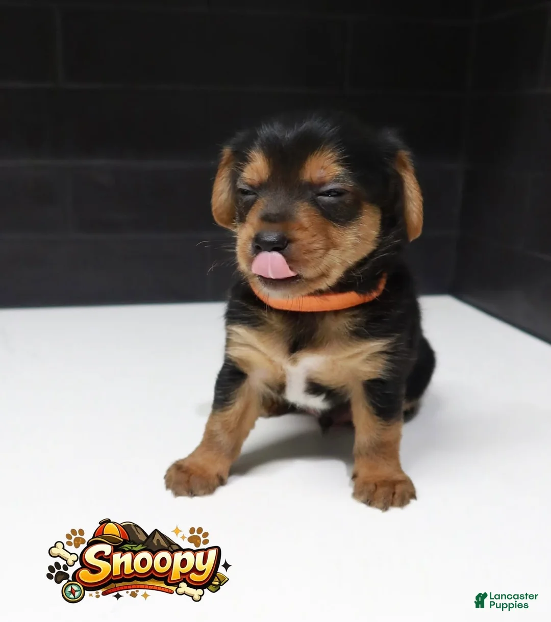 Shorkie dogs for sale: Shorkie 3 (Orange Collar) - Ad 2