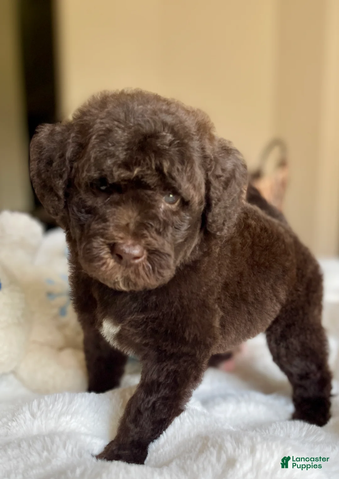 Labradoodle dogs for sale: Atlas - Ad 1