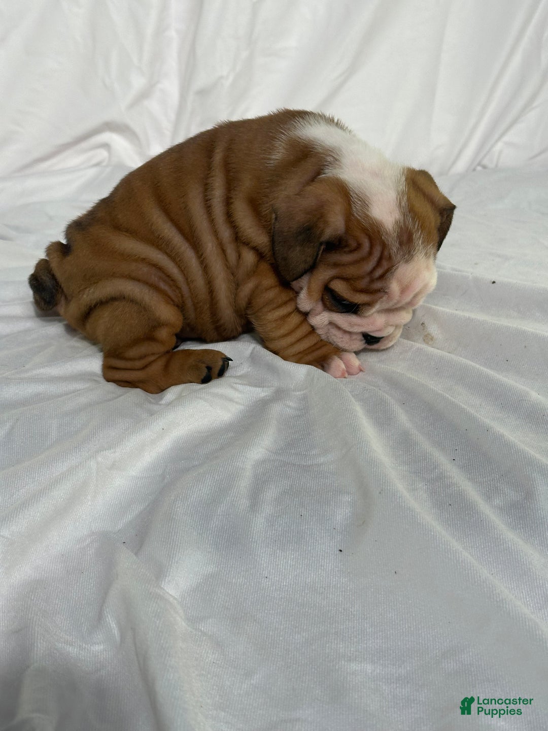 English Bulldog dogs for sale: Rosco - Ad 4