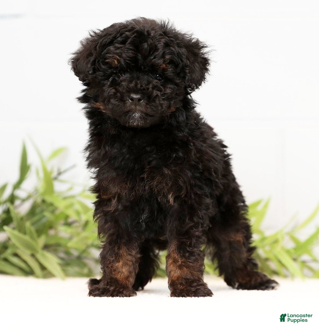 Toy Poodle dogs for sale: Lilly Toy - Ad 2