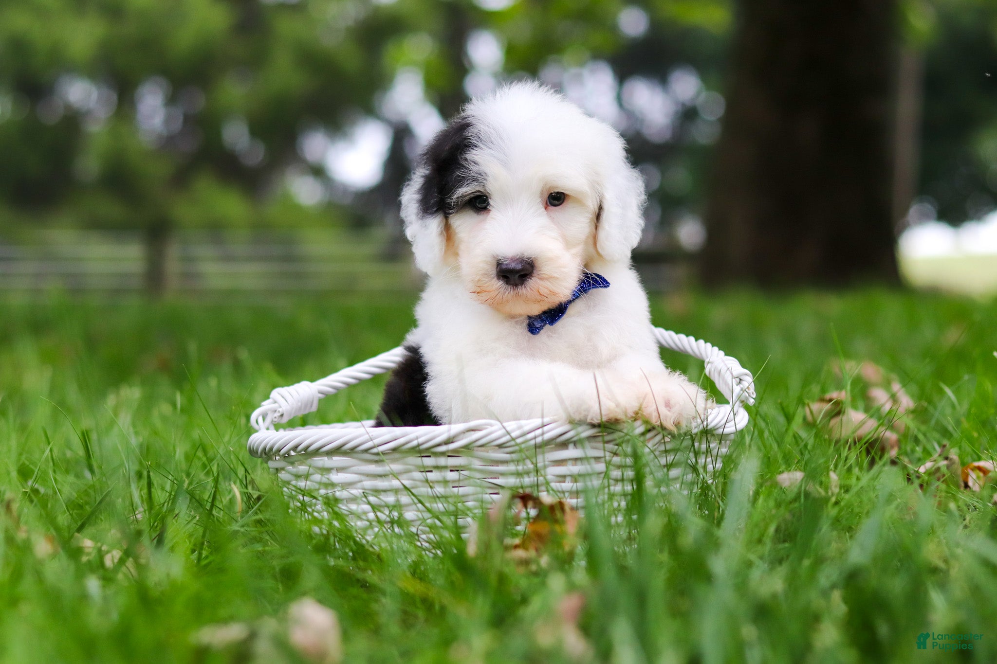 Sheepadoodle dogs Thomas - Ad 1
