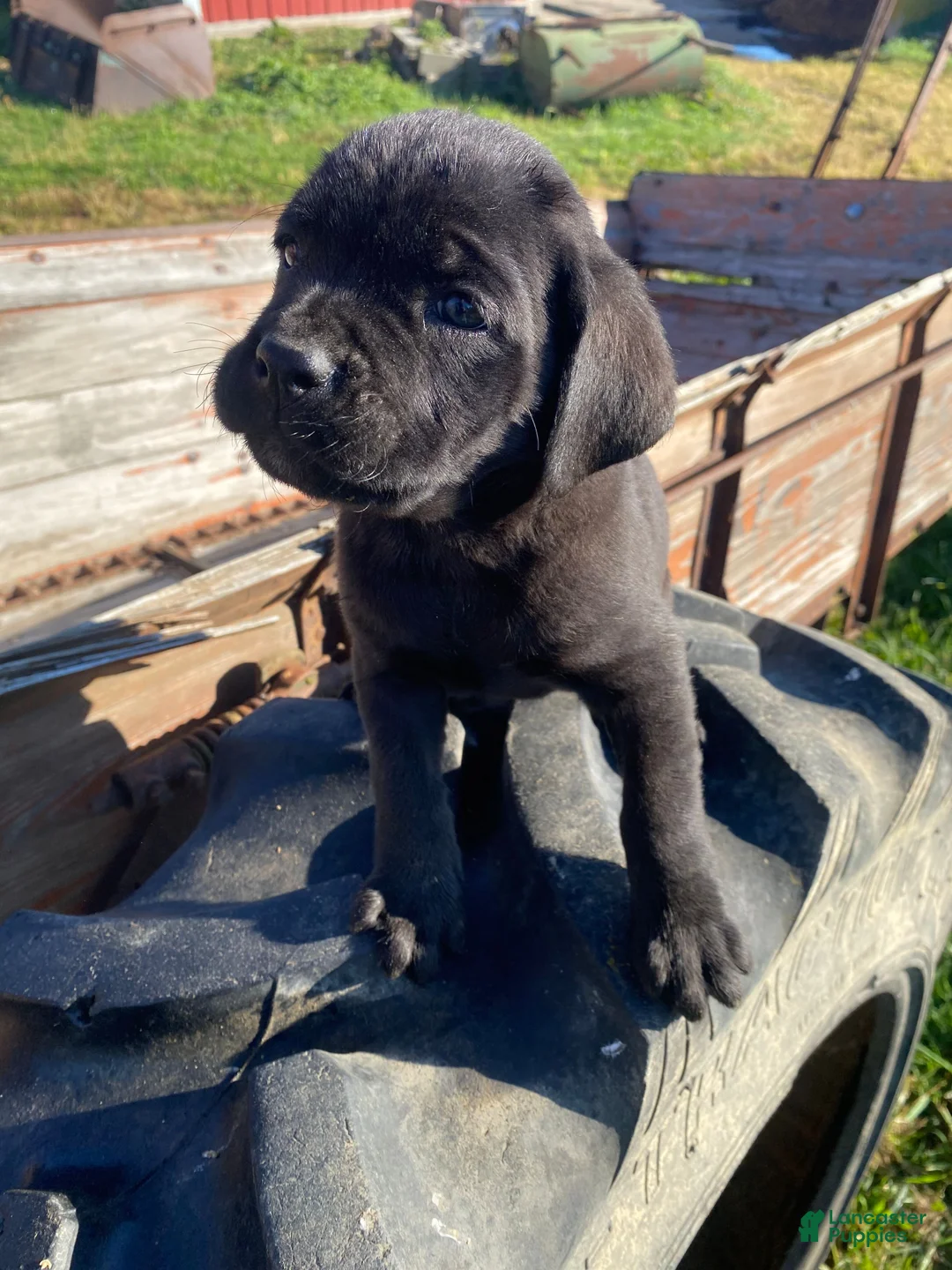 Cane Corso dogs for sale: Cooper - Ad 12
