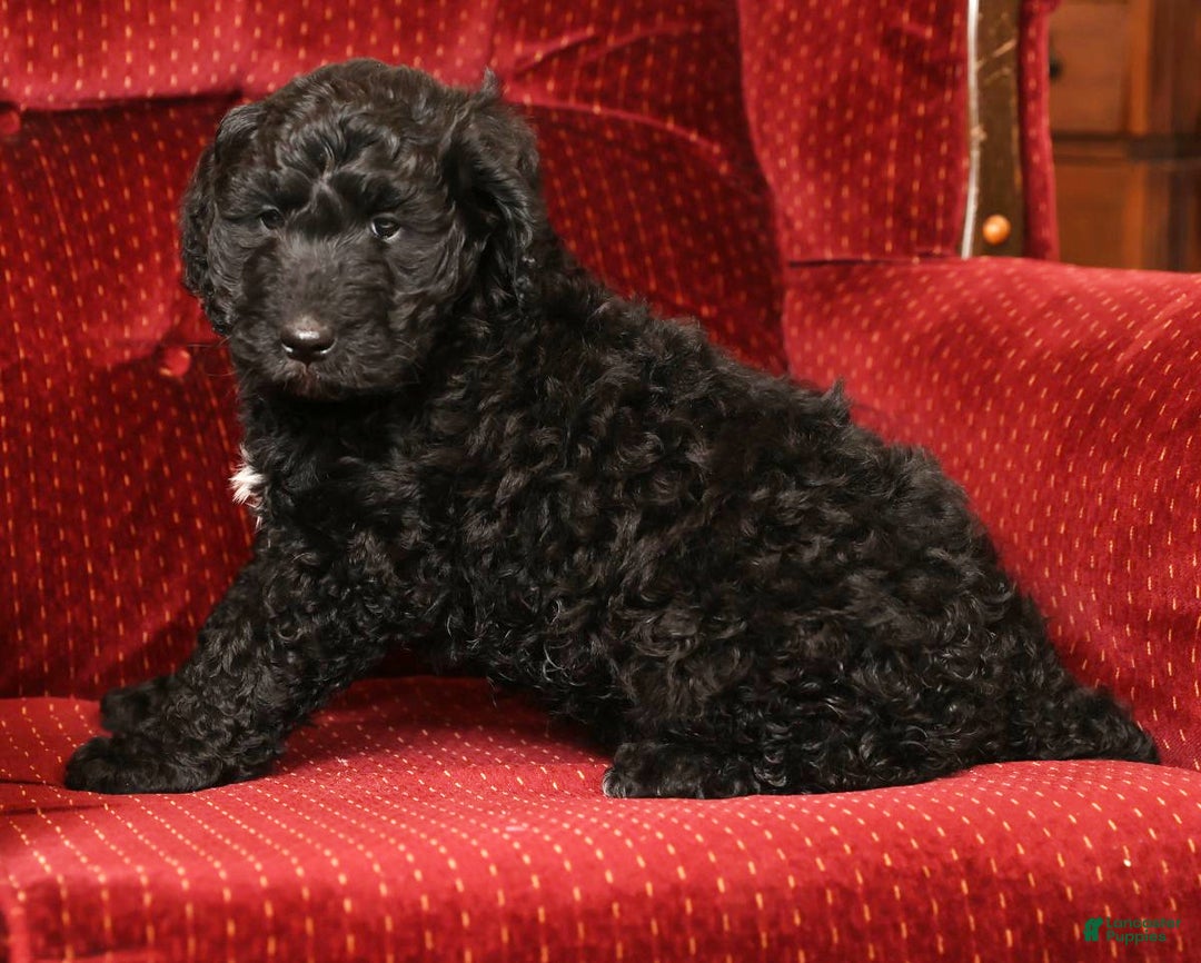 Goldendoodle dogs for sale: Zach - Ad 9