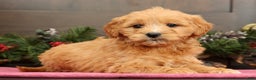 Mini Goldendoodle dogs for sale: Polly - Ad 4