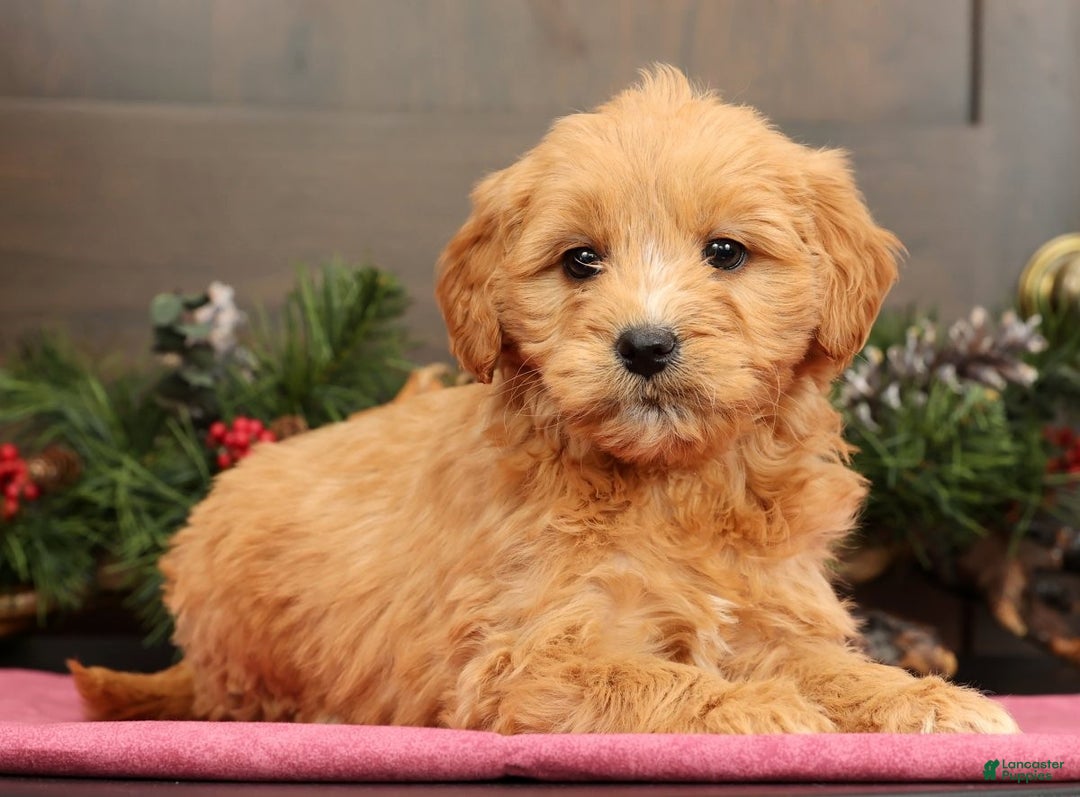 Mini Goldendoodle dogs for sale: Polly - Ad 4