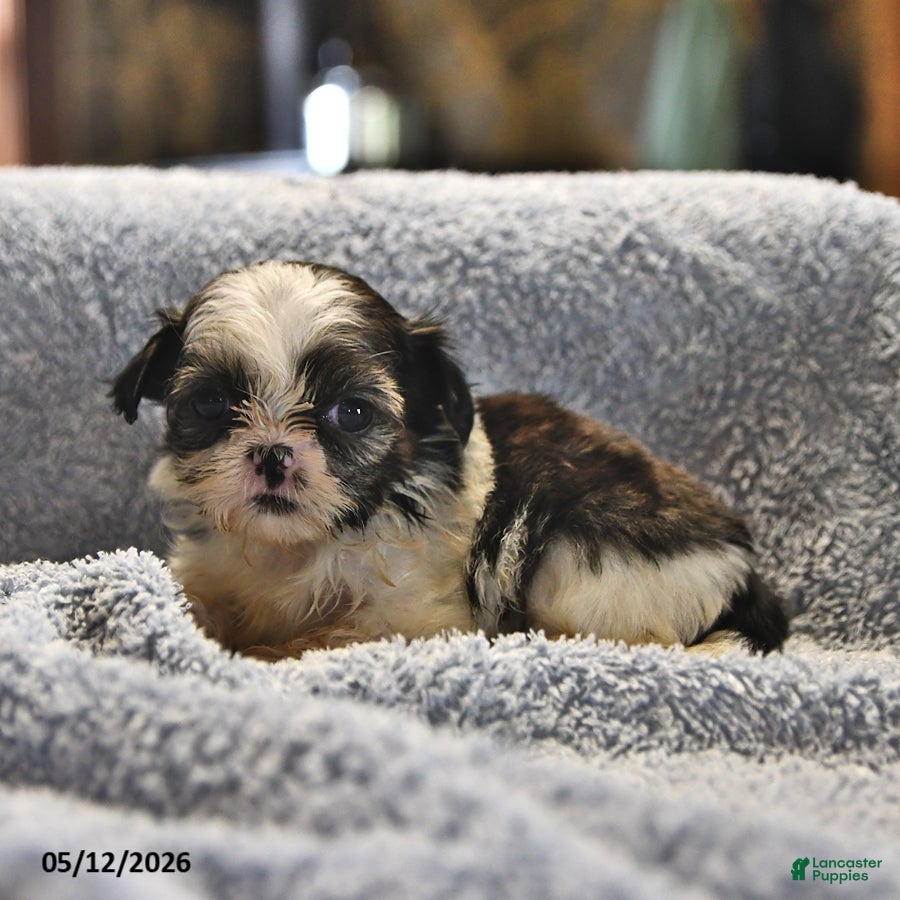 Shih Tzu dogs Kathlynn - Ad 1