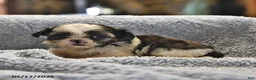 Shih Tzu dogs for sale: Kathlynn - Ad 4