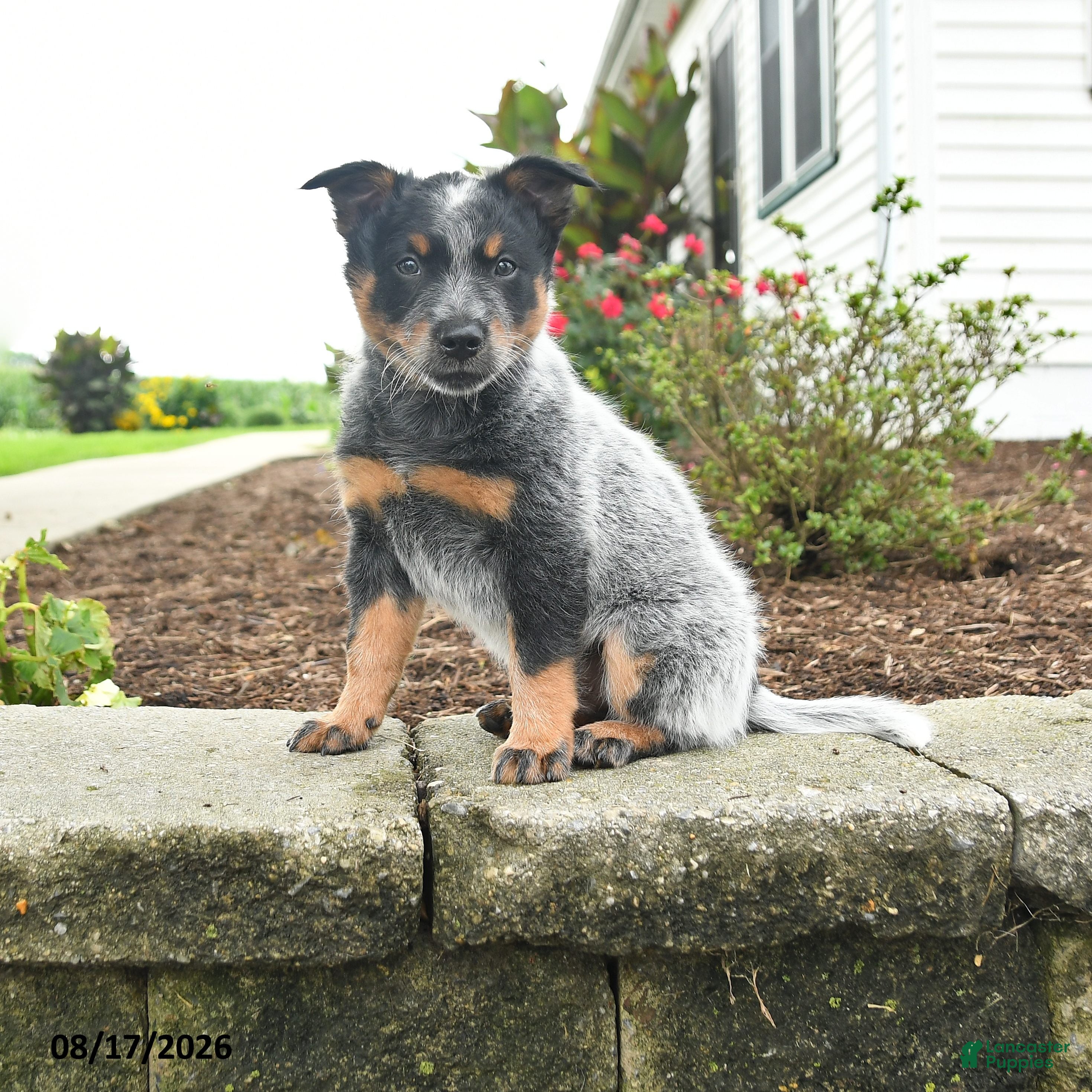 Australian Cattle Dog dogs Flash - Ad 1