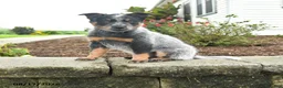 Australian Cattle Dog dogs for sale: Flash - Ad 1
