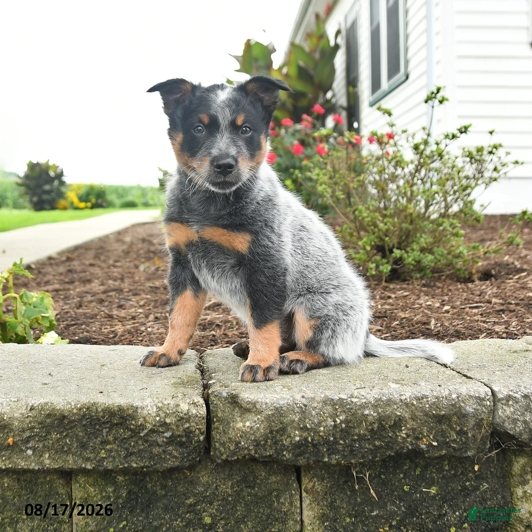 Australian Cattle Dog dogs for sale: Flash - Ad 1