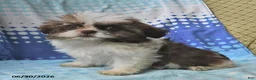 Shih Tzu dogs for sale: Mary Beth - Ad 10
