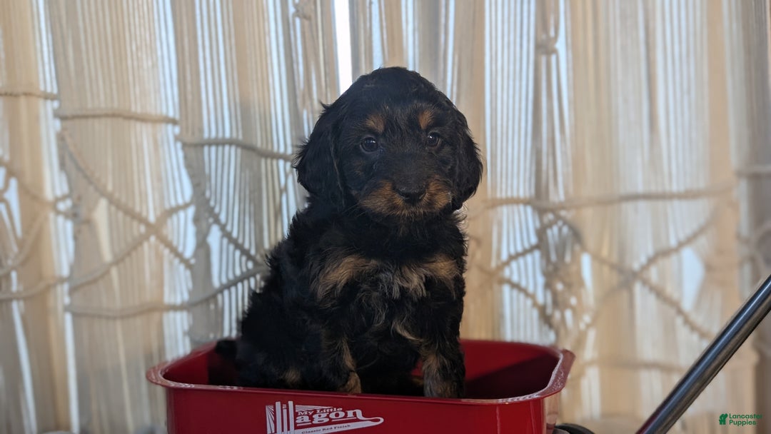 Cavapoo dogs for sale: Ace - Ad 9