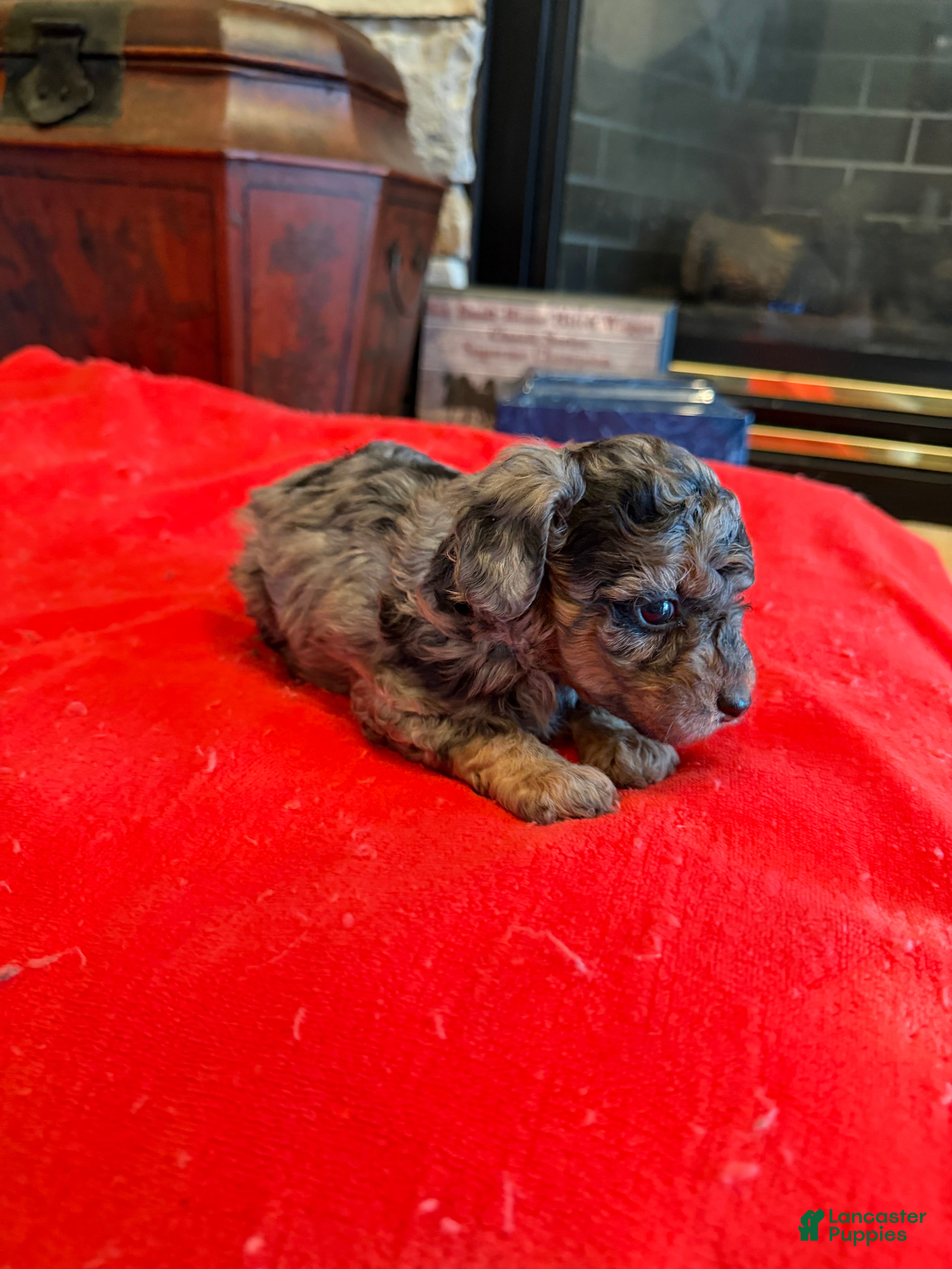Miniature Poodle dogs Fabio - Ad 2