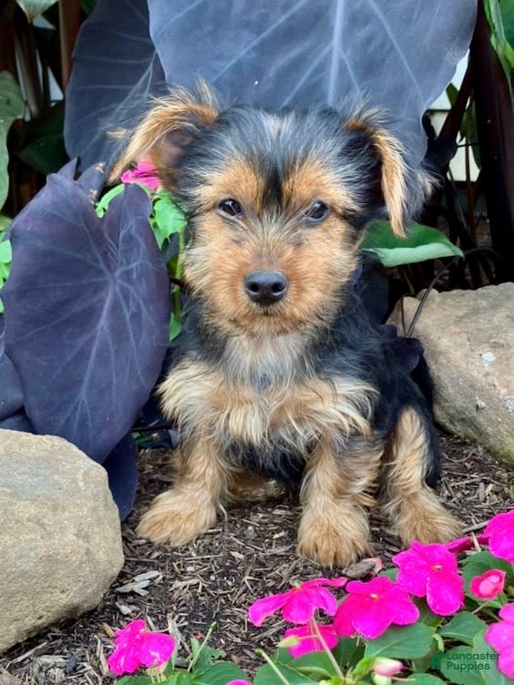 Yorkshire Terrier dogs Heath - Ad 1