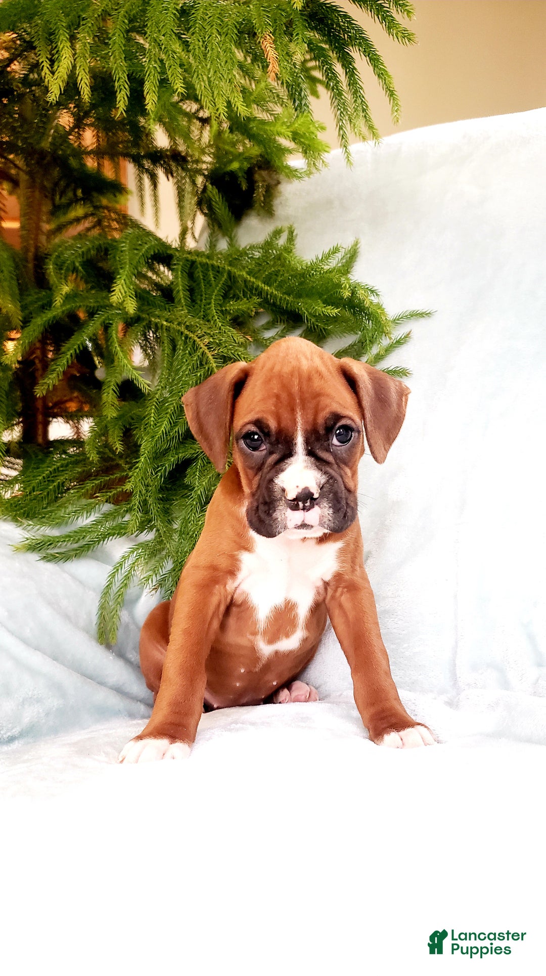 Boxer dogs for sale: Courtney - Ad 4
