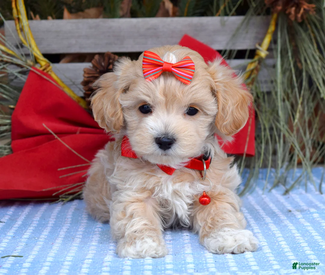 Maltipoo dogs for sale: Missy - Ad 12