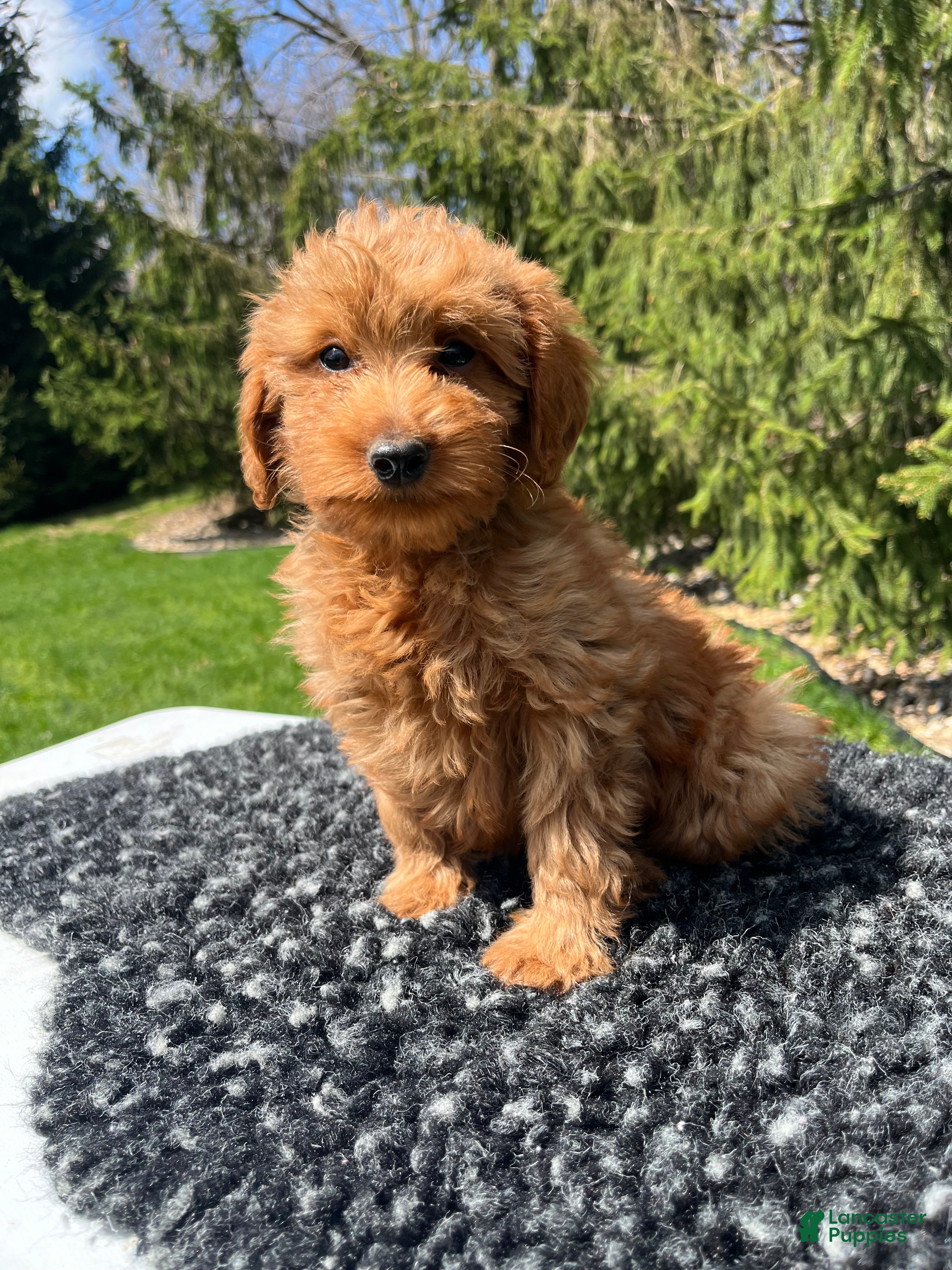 Mini Goldendoodle dogs Lucy - Ad 1