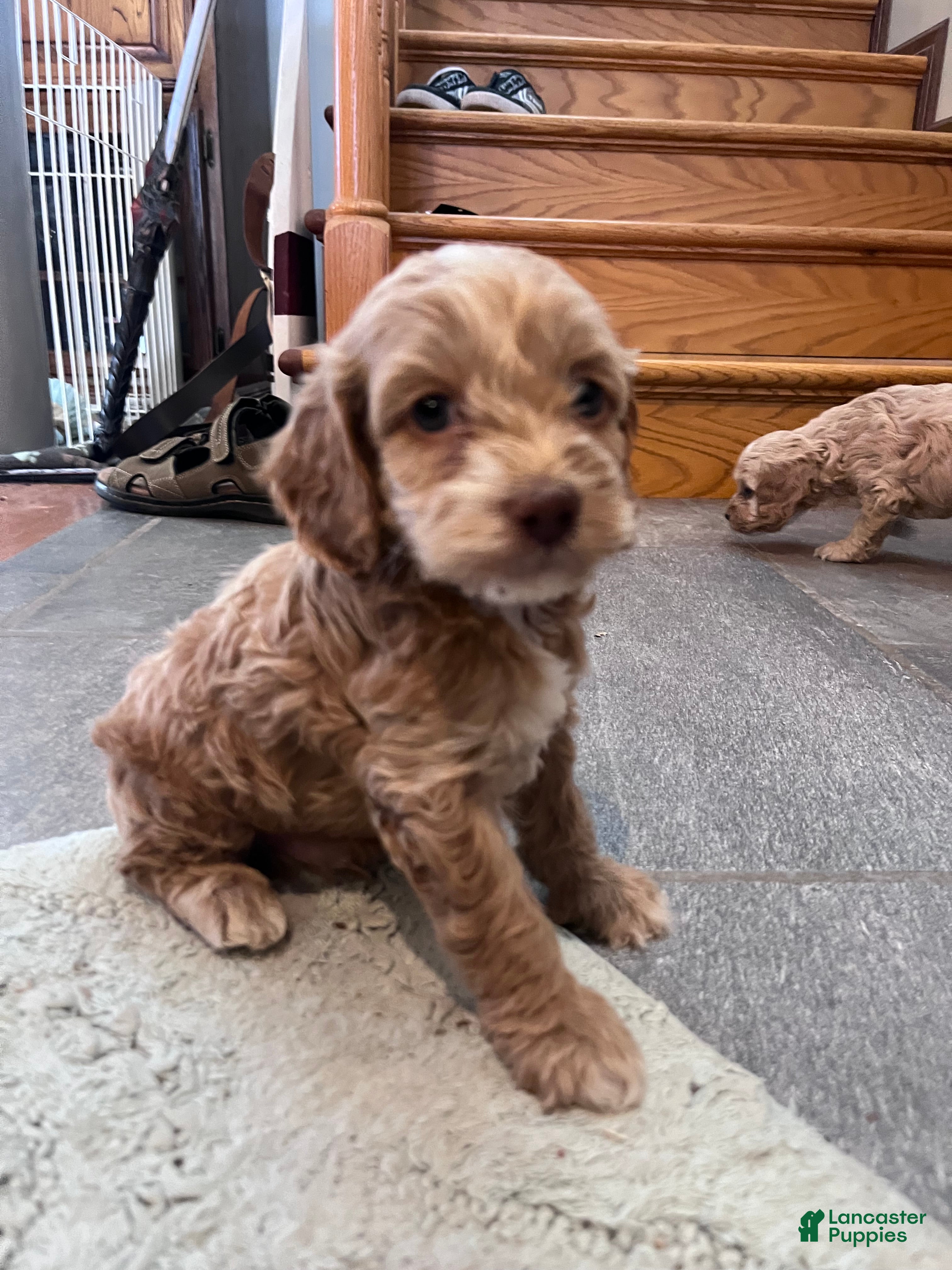 Cockapoo dogs Cockapoo 5 - Ad 5