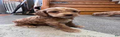 Cockapoo 5