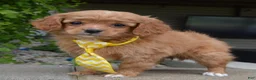 Cavapoo dogs for sale: Charlie - Ad 4