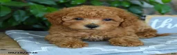 Maltipoo dogs for sale: Caspian - Ad 3