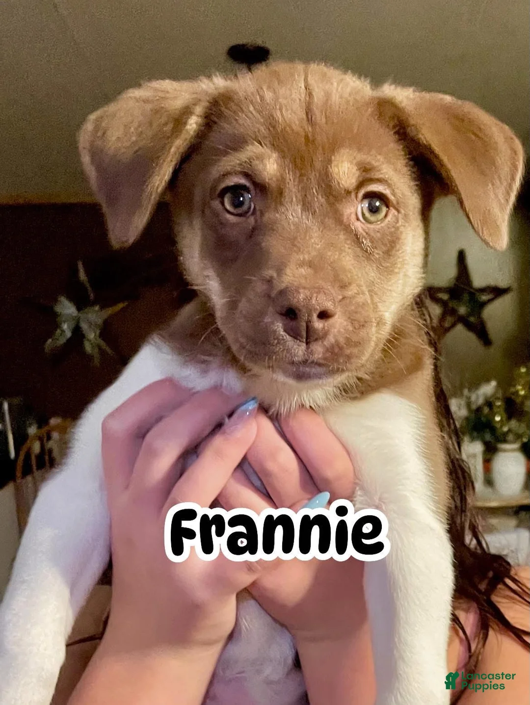 Mixed Breed dogs for sale: Mixed Breed Puppy 1 - Ad 1