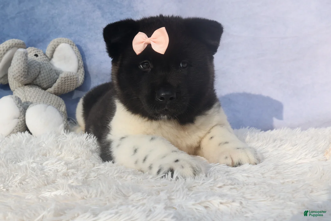 Akita dogs for sale: Olive - Ad 23