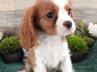 Cavalier King Charles Spaniel dogs - Ad 1