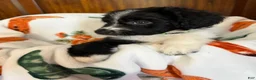 Aussiedoodle dogs for sale: Green Olive (Green) - Ad 4