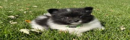 Pomeranian dogs for sale: Riley  - Ad 1