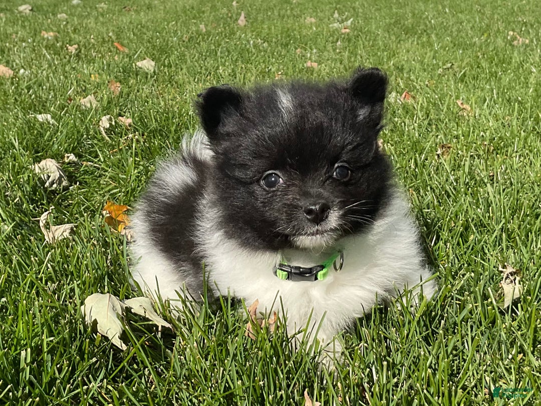 Pomeranian dogs for sale: Riley  - Ad 1