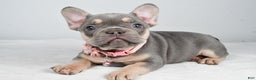 French Bulldog dogs for sale: Kelly - Ad 1