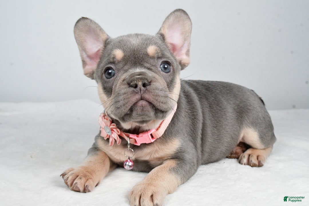 French Bulldog dogs for sale: Kelly - Ad 1