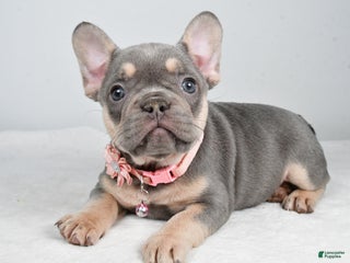 French Bulldog dogs Kelly - Ad 33