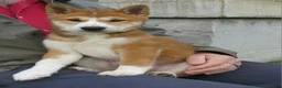 Shiba Inu dogs for sale: Bradon  - Ad 9