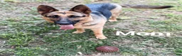 German Shepherd dogs for sale: German Shepherd 5 - Ad 4