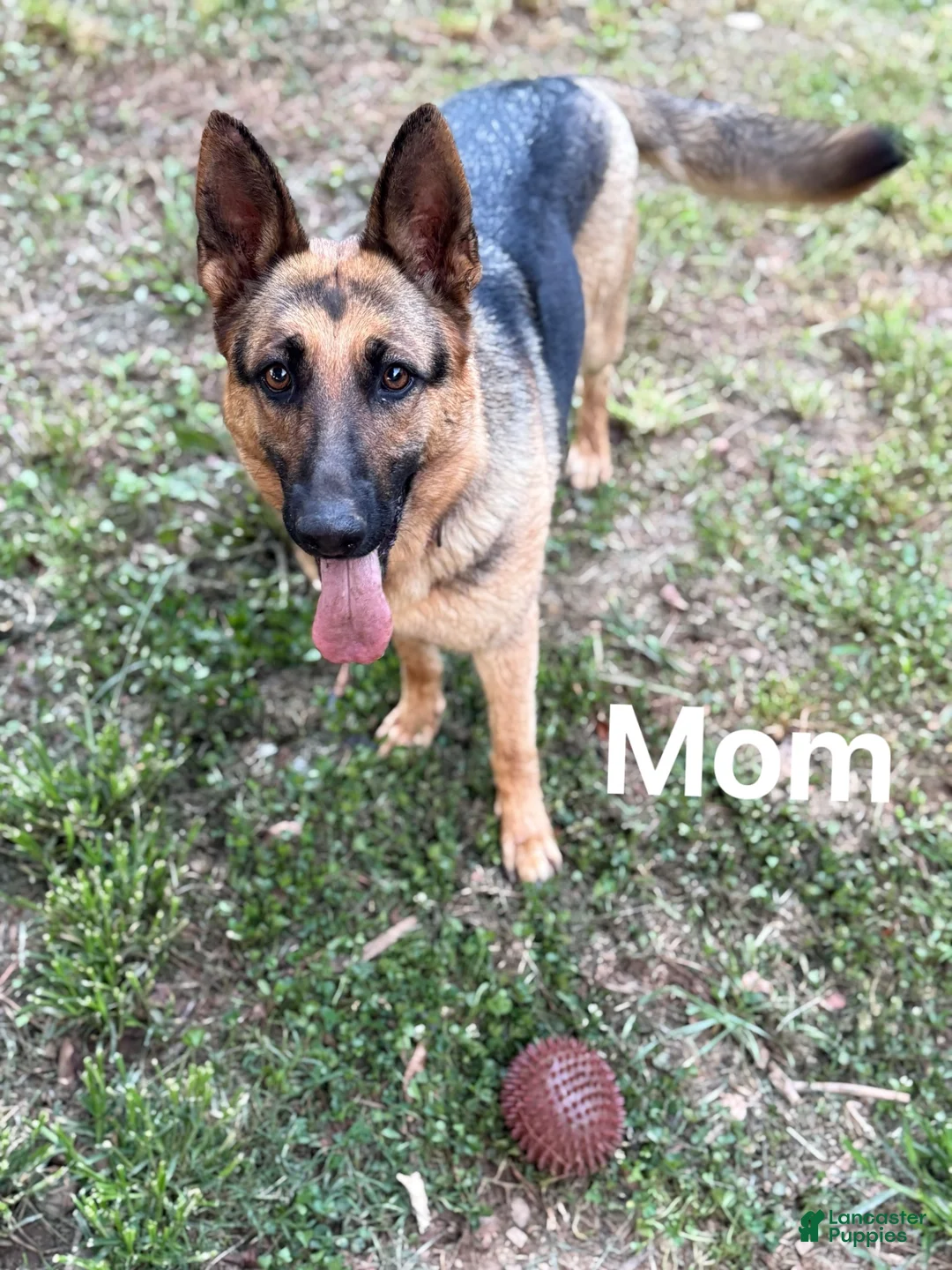 German Shepherd dogs for sale: German Shepherd 5 - Ad 4