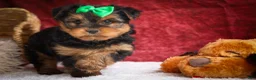 Yorkshire Terrier dogs for sale: DUKE - Ad 13