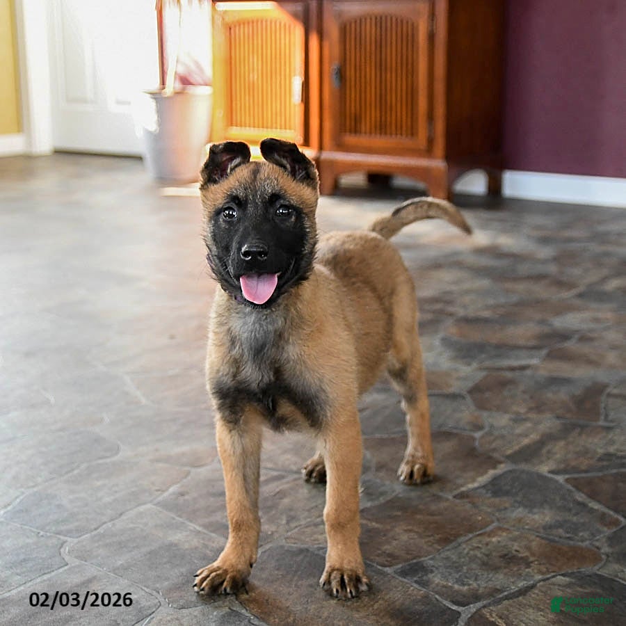 Belgian Malinois dogs Poppy - Ad 37