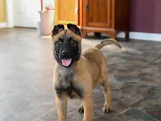Belgian Malinois dogs Poppy - Ad 37