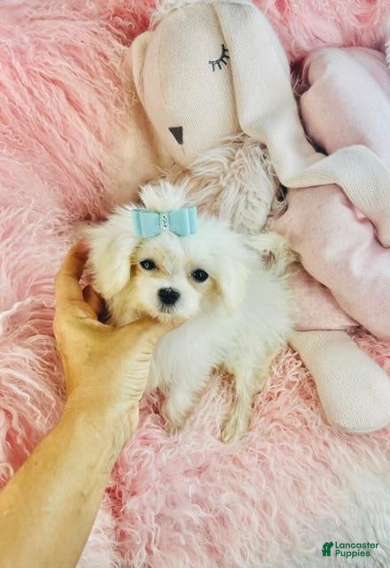 Maltese dogs Teacup Maltese 1 - Ad 1