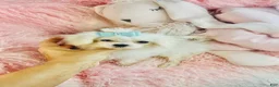Maltese dogs for sale: Teacup Maltese 1 - Ad 1