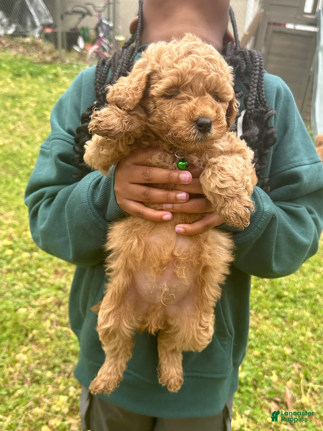 Miniature Poodle dogs for sale: Miniature Poodle Puppy 1 - Ad 1