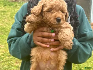Miniature Poodle dogs Miniature Poodle Puppy 1 - Ad 38