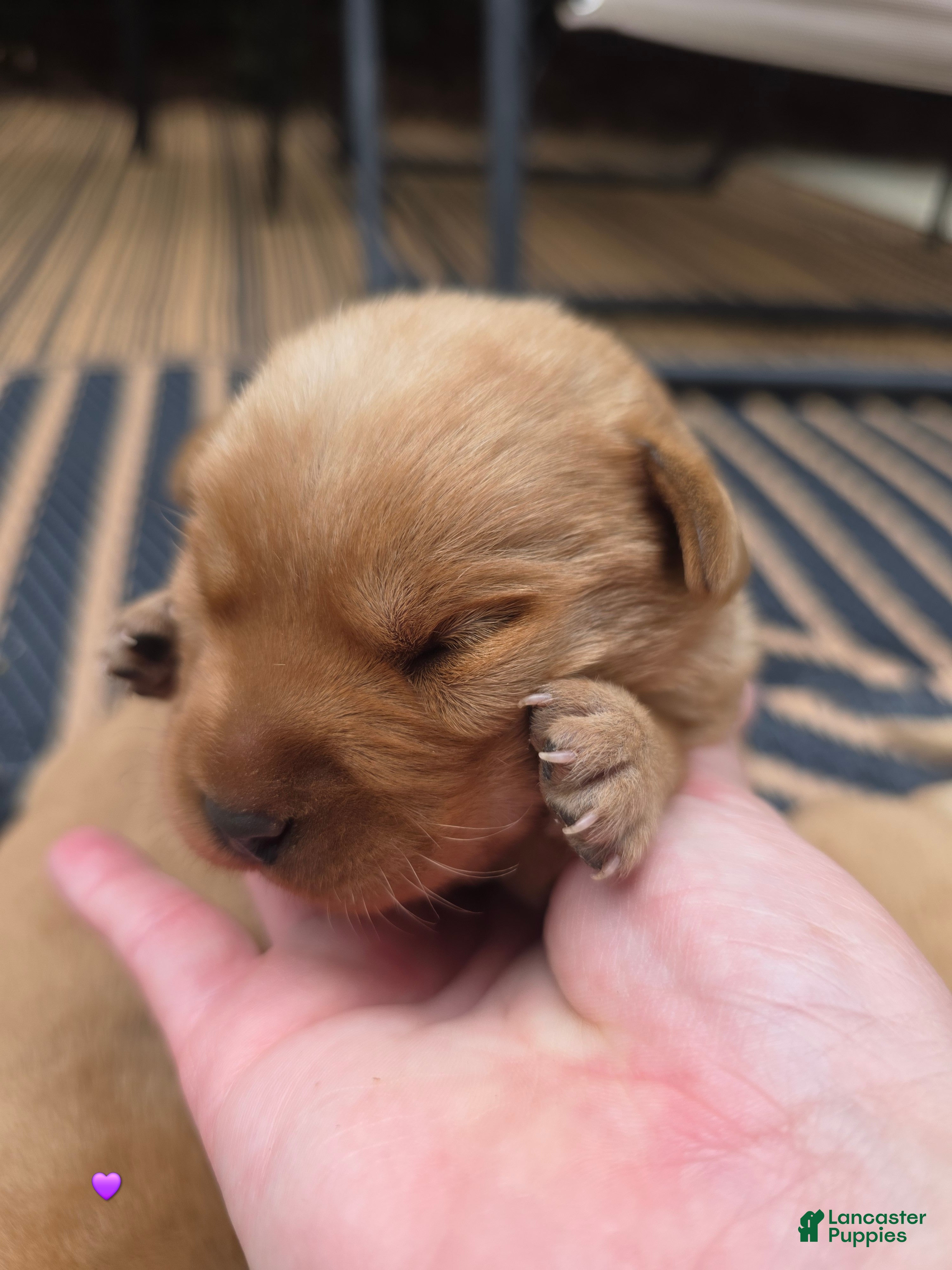 Labrador Retriever dogs Hazel 💜 Fox Red English Lab  - Ad 2