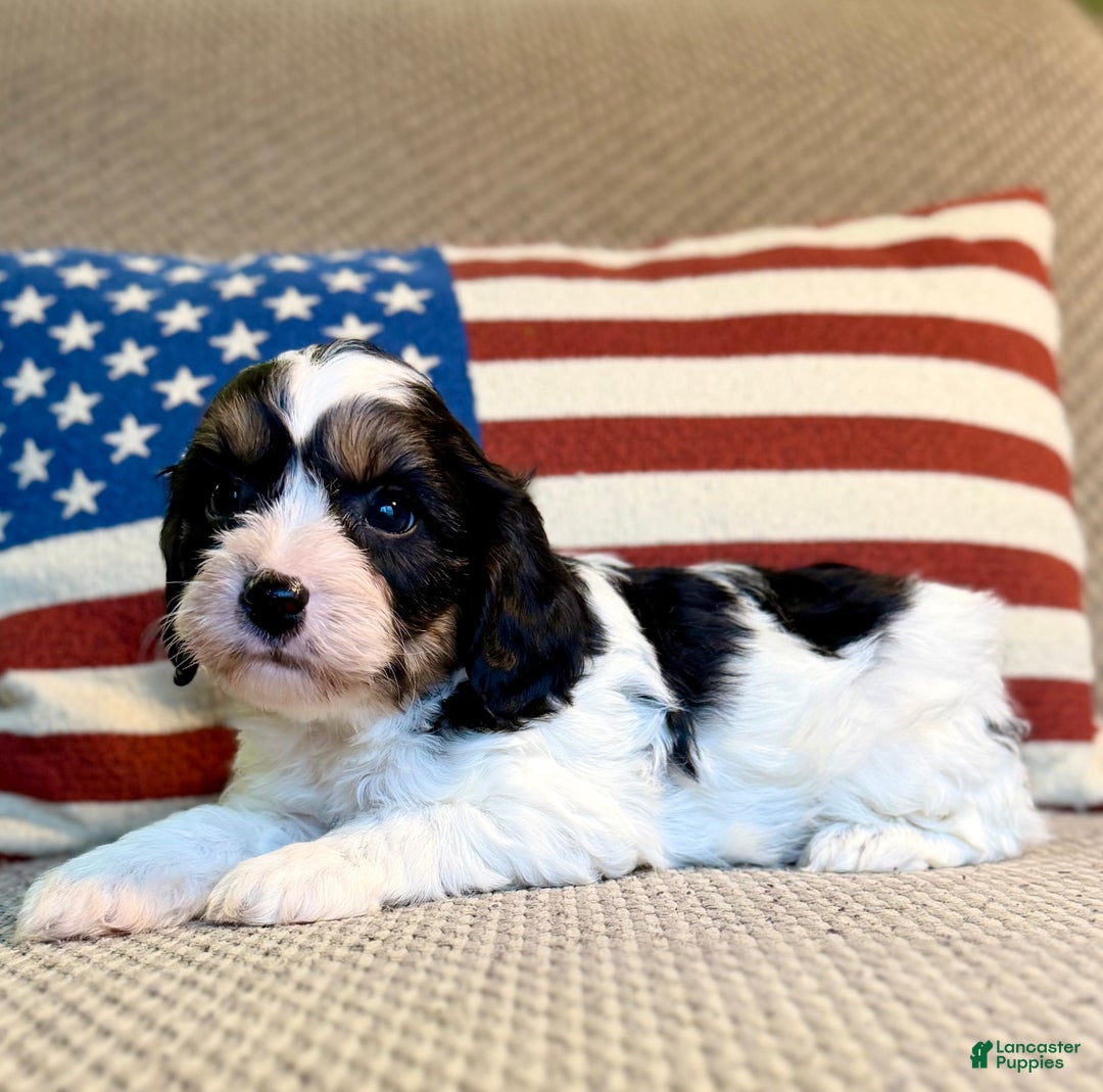 Cavapoo dogs for sale: Frosty - Ad 1