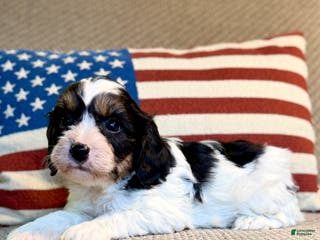 Cavapoo dogs Frosty - Ad 16